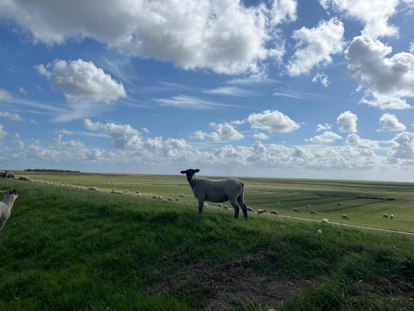 Frieda - Ferienwohnung Mit Deichblick ฟรีดริคส์คูก ภายนอก รูปภาพ